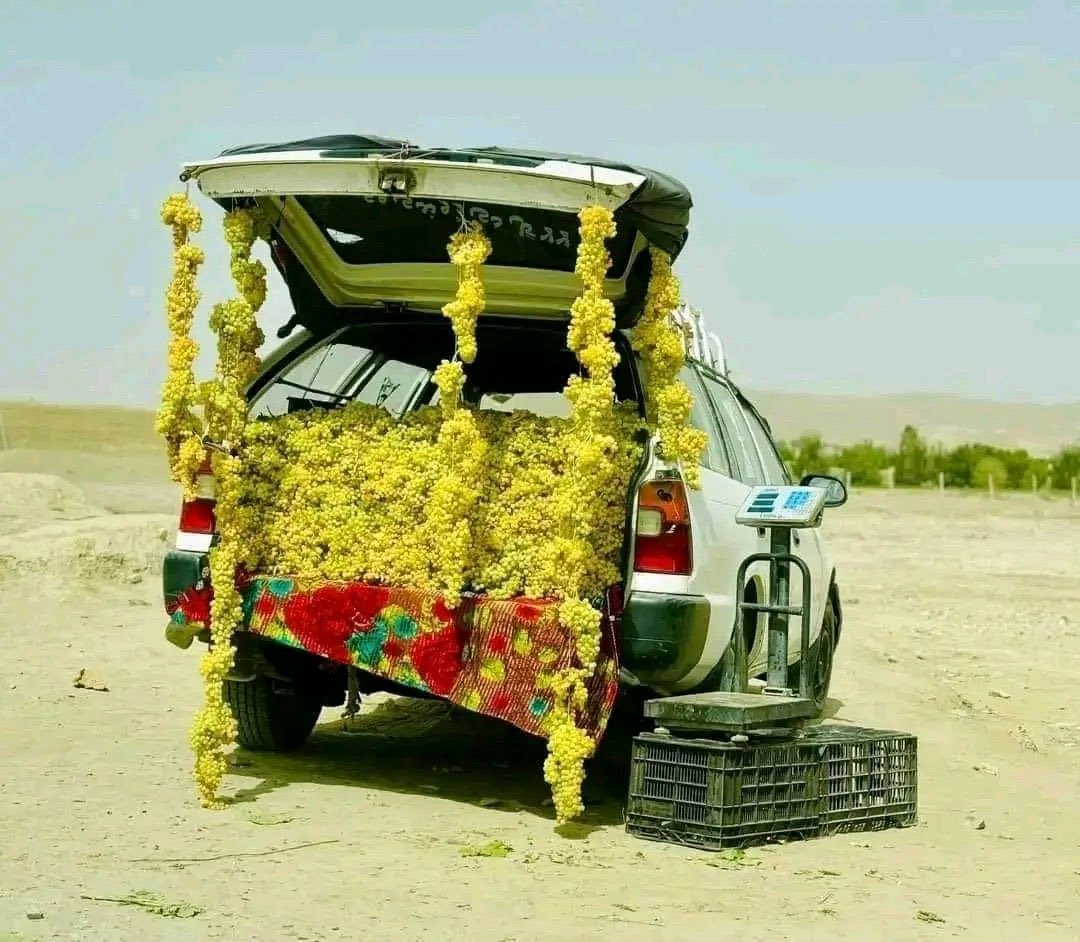 موسم العنب في أفغانستان 📸