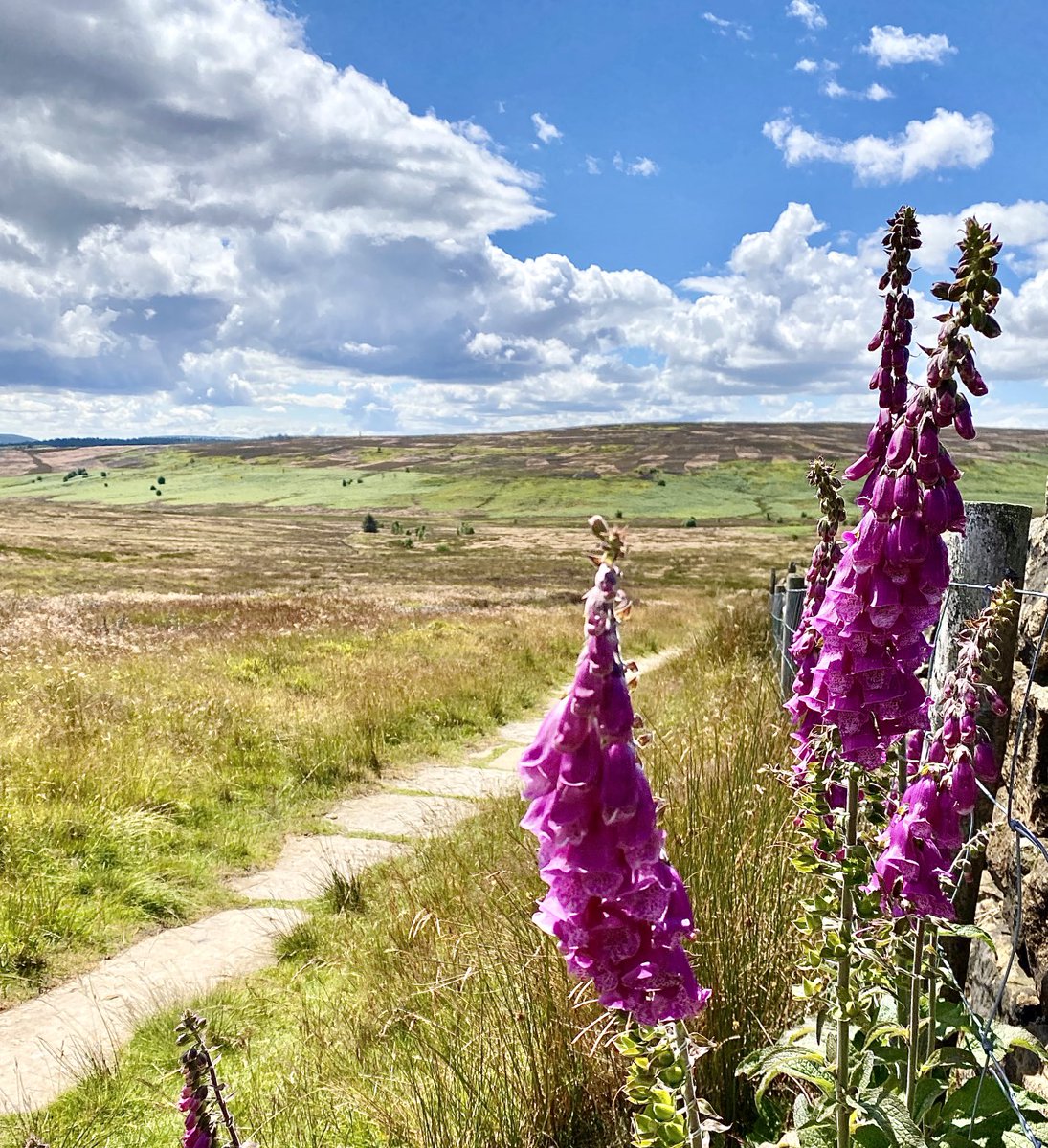 Nicky13Johnson's tweet image. Wishing you a wonderful Wednesday from NorthYork Moors 馃槉