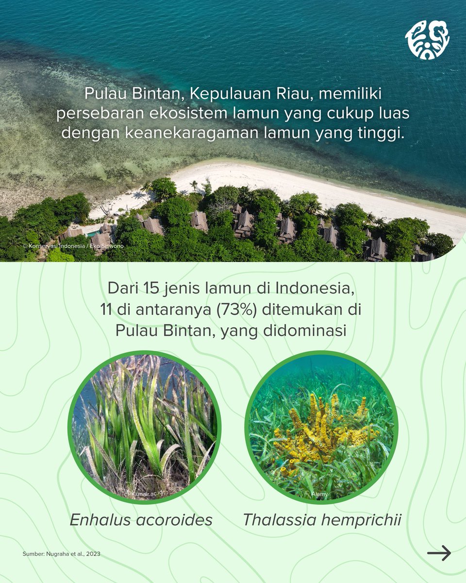 (1/2) Ada fakta menarik dari Pulau #Bintan #KepulauanRiau nih #KawanKonservasi!

11 dari 15 jenis #lamun yang ditemukan di Indonesia, bisa ditemukan di Bintan! 

#Seagrass #BlueCarbon #KarbonBiru