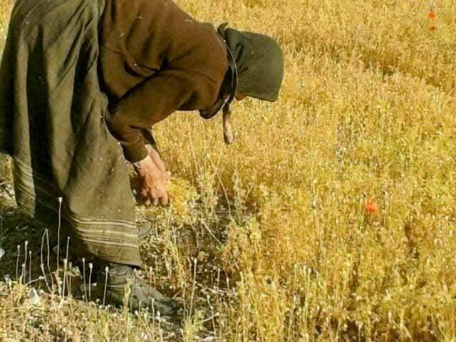 Οροπέδιο Εγκλουβής...Φακοχώραφα
Οι έντιμοι αγρότες εκτός.
Νομίζετε αυτές οι αγρότισσες
με τα βασανισμένα χέρια
που μαζεύουν τις φακές μεσ' το λιοπύρι 
θα πάρουν ποτέ Επιδότηση
απ τη Μαφία #Μητσοτάκη #ΟΠΟΚΕΠΕ ❓
Εμείς Αδιαφορούμε για να βασιλεύουν τα Λαμόγια💥
#Μουρτζούκου ρε!