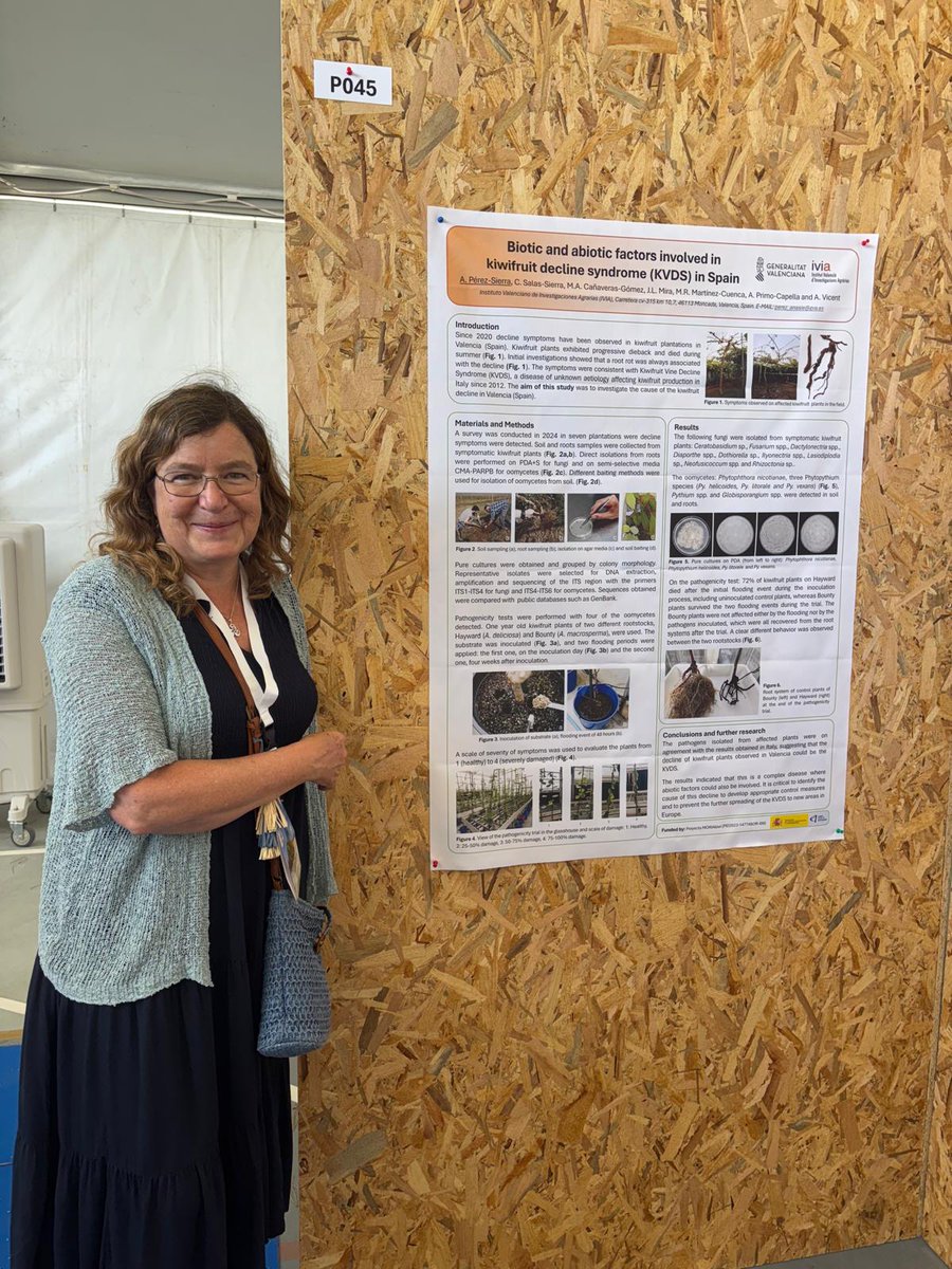 IVIA (@gvaivia) on Twitter photo 🇮🇹 Nuestros investigadores participan en el International Congress of the Mediterranean Phytopathological Union. 🗣️La sesión plenaria contó con una ponencia de <a href="/avicent_agr/">Antonio Vicent</a>. 👩🔬 La investigadora <a href="/Anapesi3/">Ana Perez Sierra</a> se centró en #Phytophthora y en el síndrome del decaimiento del kiwi #KVDS. 🇮🇹 Nuestros investigadores participan en el International Congress of the Mediterranean Phytopathological Union. 🗣️La sesión plenaria contó con una ponencia de <a href="/avicent_agr/">Antonio Vicent</a>. 👩🔬 La investigadora <a href="/Anapesi3/">Ana Perez Sierra</a> se centró en #Phytophthora y en el síndrome del decaimiento del kiwi #KVDS.