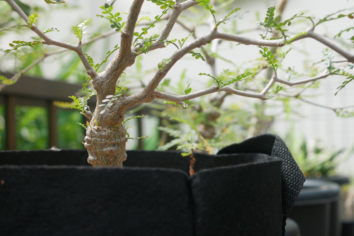 りとまん|塊根植物のひと tweet media