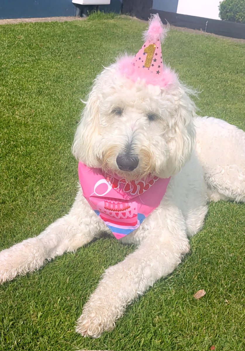 Happy 1st birthday to our much-loved school dog,  Bonnie! A fantastic addition to our school community in the last year.  Many thanks to her main carers, Eileen Evans and Jack Brosnan and to all who help out. 🐾🎂