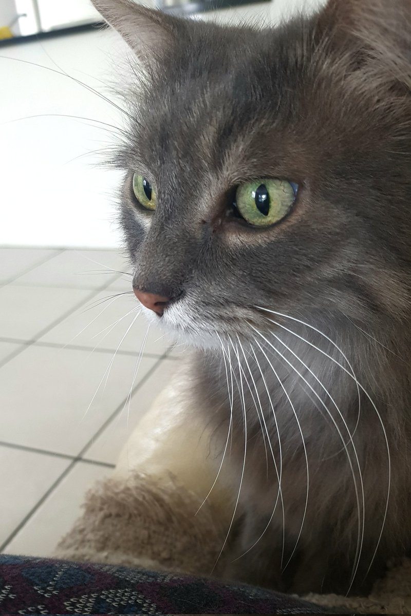millyfromoz's tweet image. Sometimes, when I look in the mirror, I&apos;m shocked at how long my whiskies are !  🙀😹
Have a lovely #WhiskersWednesday frens ! 💛