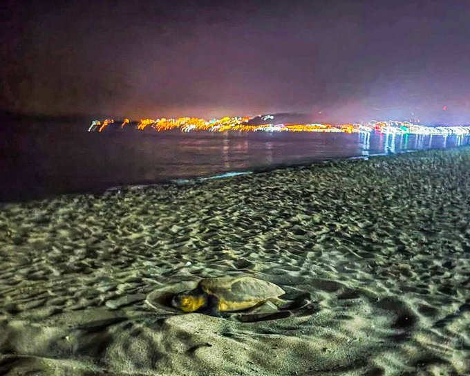 Caretta Carettalar Sevgi Plajı’na Geldi!