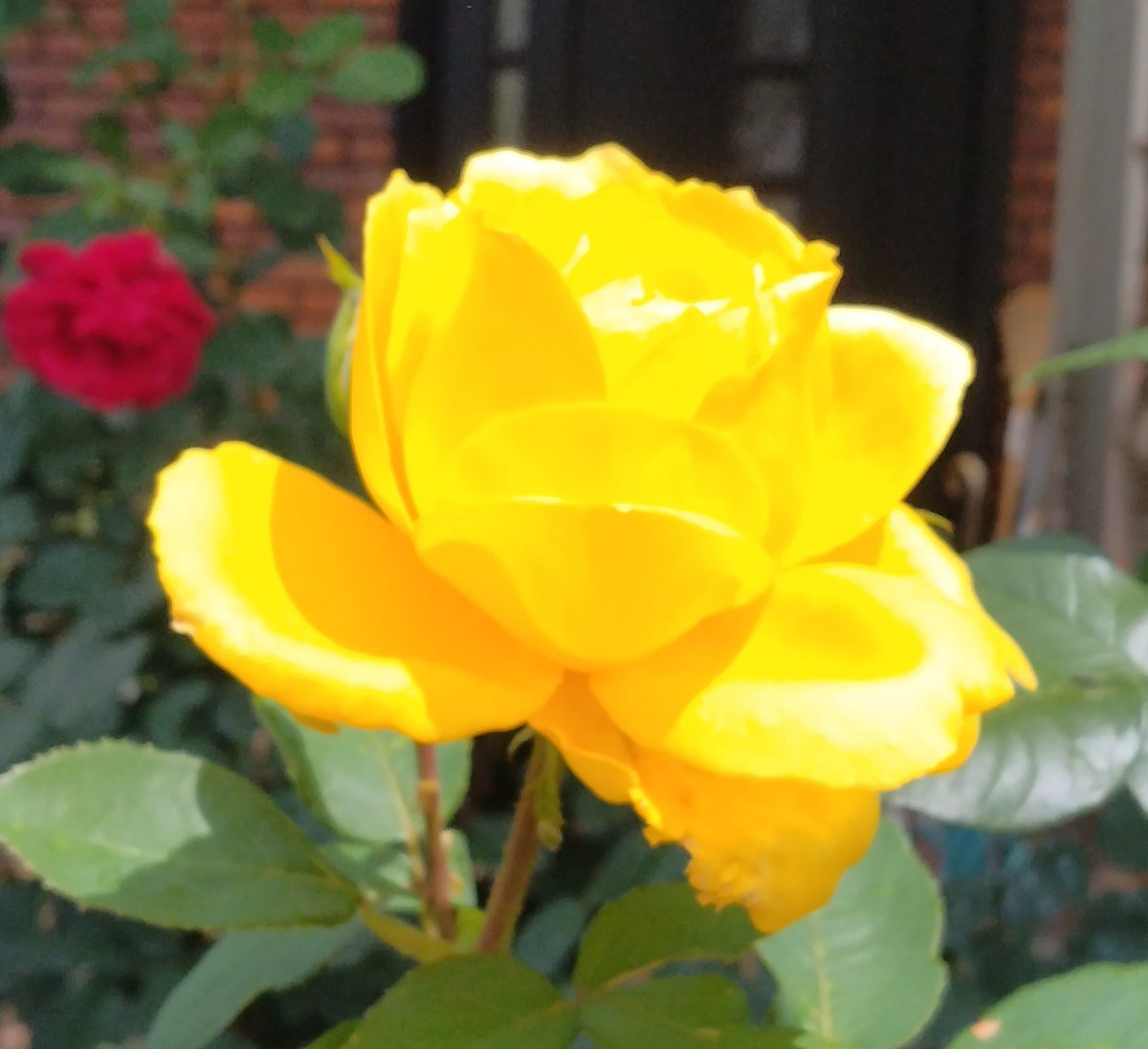 IElYjfZ1TM9WZJd's tweet image. 明日入院します。
手術が終わり落ち着くまで、X暫くお休みさせて頂きます。
皆さま暑い日が続いておりますので、お身体ご自愛の上、お健やかにお過ごし下さいね。