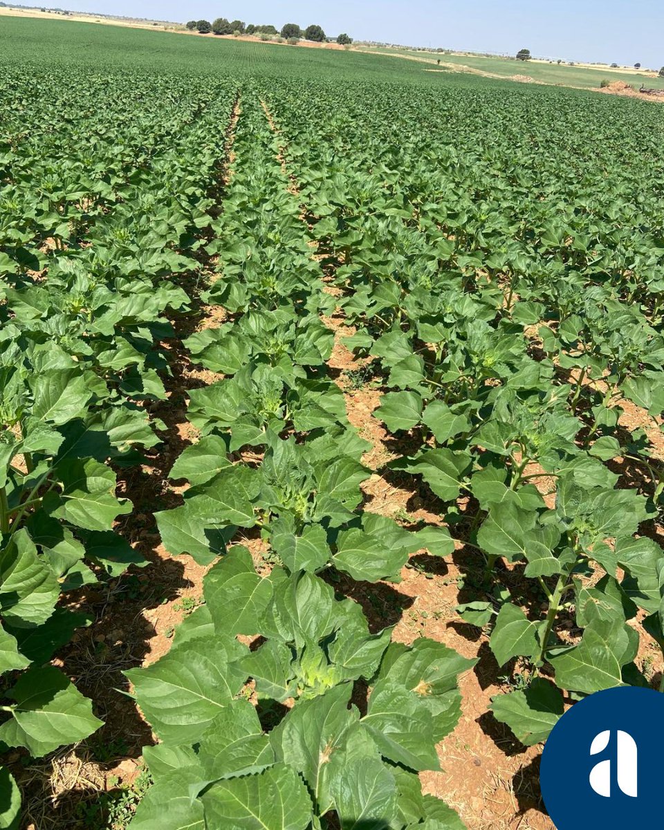AgroproEs's tweet photo. Compartimos con vosotros esta imagen de nuestra variedad Bolonia en 📍Cuenca.

➡️ Variedad alto oleico clearfield® con total resistencia a jopo.

Si deseas conocer más características de esta, visita nuestra página web 📲 https://t.co/PEQgdJ41Q8 y descarga nuestro catálogo. https://t.co/r03Qt3cWaR