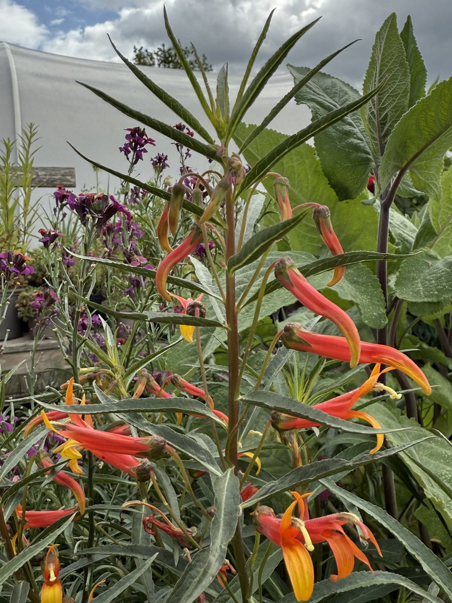 IrisesSeagate's tweet photo. Lobelia laxiflora var. angustifolia looking great this week in the sunshine! Erysimum still going strong too! #lobelialaxifloraangustifolia #lobelia #hotbed #orangeflowers #redflowers #sunlover #summerflowers #julyflowers #peatfree #grownnotflown #perennialplants #peatfreegrower https://t.co/g5uGcBTbAm
