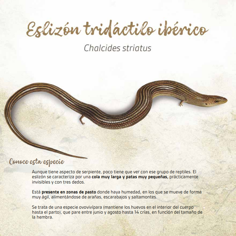oapngob's tweet image. 📆¡Comenzamos nuevo mes! Y te presentamos a su padrino: el eslizón tridáctilo ibérico🦎
Y no, no es una serpiente, aunque lo parezca🐍
📍Presente en gran parte de la Península Ibérica, aunque en el sureste y zonas muy áridas sus poblaciones están fragmentadas.
🎨 @sylvatica.art