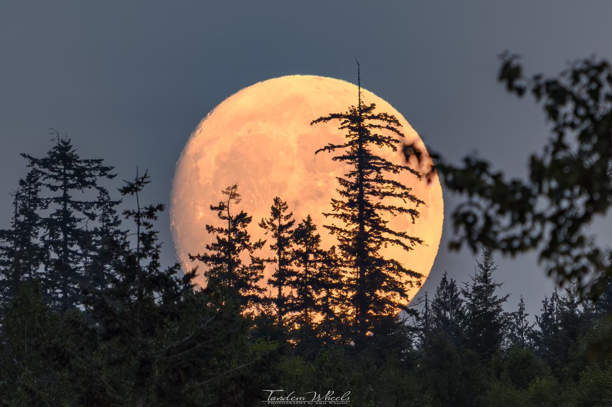 This evening, we witnessed the 97% Buck moon rising above Big Lake.  It was absolutely stunning 🌕🦌

#pnw #wawx #sonorthwest #buckmoon