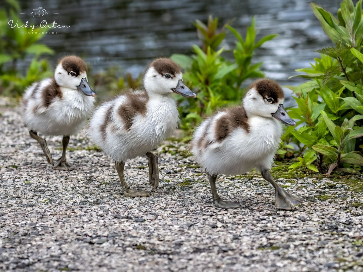 Vicky Outen Photo CPAGB (@vickyoutenphoto) on Twitter photo Follow my leader - Shelducklings
linktr.ee/vickyoutenphoto
#wildlife #bbccountryfilemagpotd #photooftheday #BBCWildlifePOTD #BBCSpringwatch <a href="/ThePhotoHour/">#ThePhotoHour</a> <a href="/Team4Nature/">Team4Nature</a> <a href="/Britnatureguide/">The British Nature Guide</a> <a href="/NatureUK/">NatureUK</a> @wildlifemag <a href="/nature_voice/">Giving Nature a Voice</a> #shelducklings Follow my leader - Shelducklings
linktr.ee/vickyoutenphoto
#wildlife #bbccountryfilemagpotd #photooftheday #BBCWildlifePOTD #BBCSpringwatch <a href="/ThePhotoHour/">#ThePhotoHour</a> <a href="/Team4Nature/">Team4Nature</a> <a href="/Britnatureguide/">The British Nature Guide</a> <a href="/NatureUK/">NatureUK</a> @wildlifemag <a href="/nature_voice/">Giving Nature a Voice</a> #shelducklings
