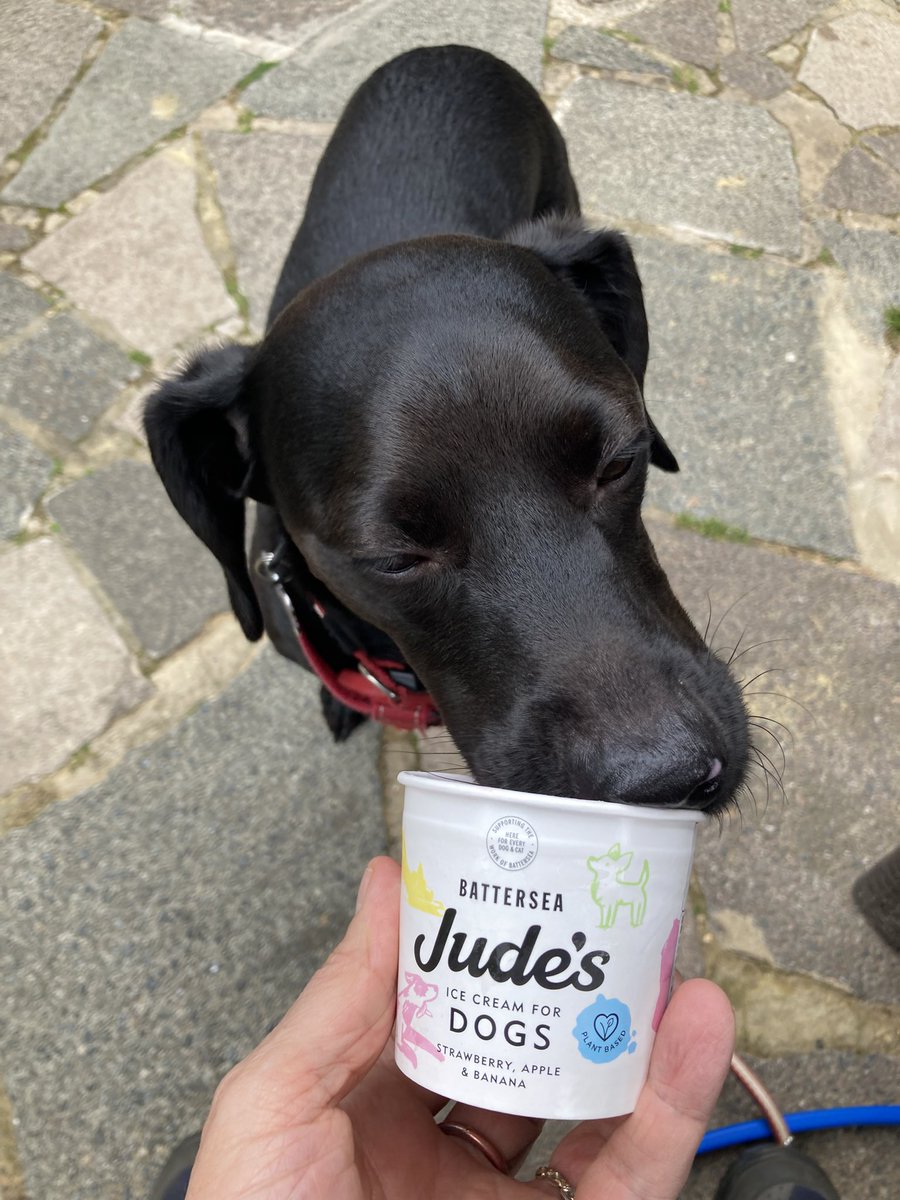 Summer Time. 🙌❤️🐕‍🦺

#dogslife #animals #summer <a href="/Judesicecream/">Jude's Ice Cream</a>