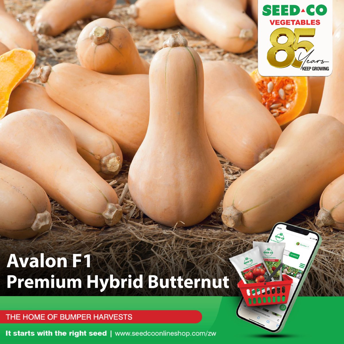 SeedCoVegZim's tweet image. 𝗔𝘃𝗮𝗹𝗼𝗻 𝗙𝟭 ensures a reliable, bumper harvest every season.

✅ Days to maturity: 85 days
✅ Average fruit weight: 1.1 to 1.3 kg
✅ Vigorous, strong plant with good leaf cover
✅ Fine sweet taste with dark orange interior

#ItStartsWithTheRightSeed 
#seedcovegzim