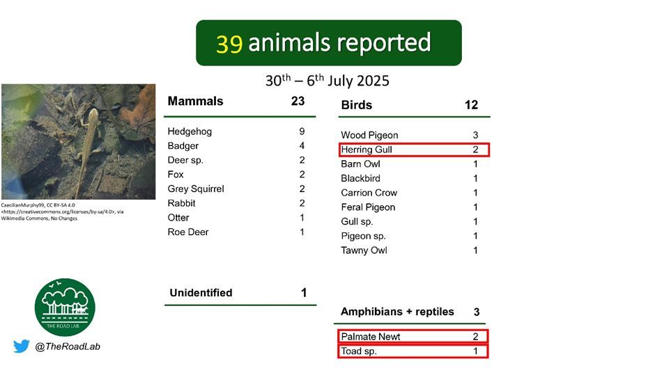 The weekly #roadkillreport is out! 39 animals were reported this week, with 3 unusual spots. Hedgehog incidents were the most commonly reported this week. Report any seen roadkill through our app on iOS (buff.ly/3Yktj50) or Android (buff.ly/3YjeDn3).