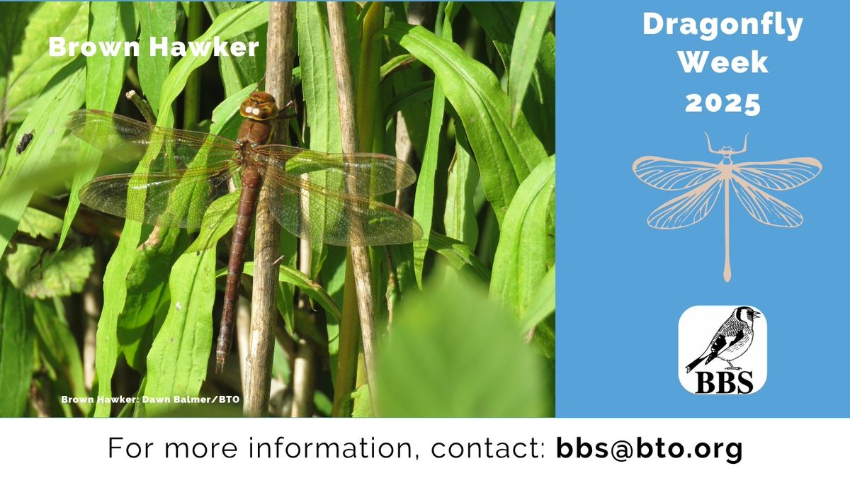 BBS_birds's tweet image. Another dragonfly that you may encounter whilst taking part in the Wider Countryside Butterfly Society on your BBS square is Brown Hawker: british-dragonflies.org.uk/species/brown-… @_BTO @JNCC_UK @RSPBScience @BDSdragonflies #DragonflyWeek