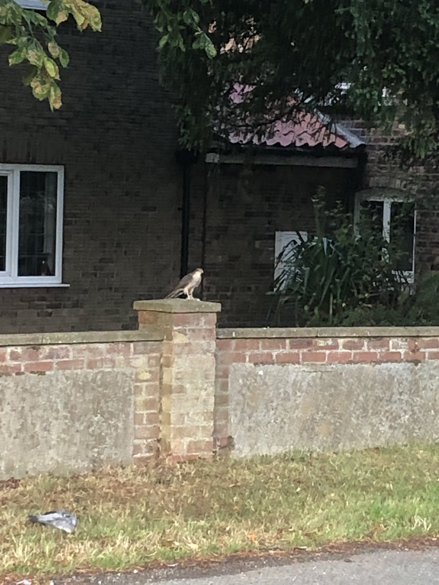 DebbieClark19's tweet image. A kestrel in Howsham and lovely fields of borage and early morning skies before work, just outside Howsham.
@peter_levy @bbcweather @Hudsonweather @Cadney_Howsham