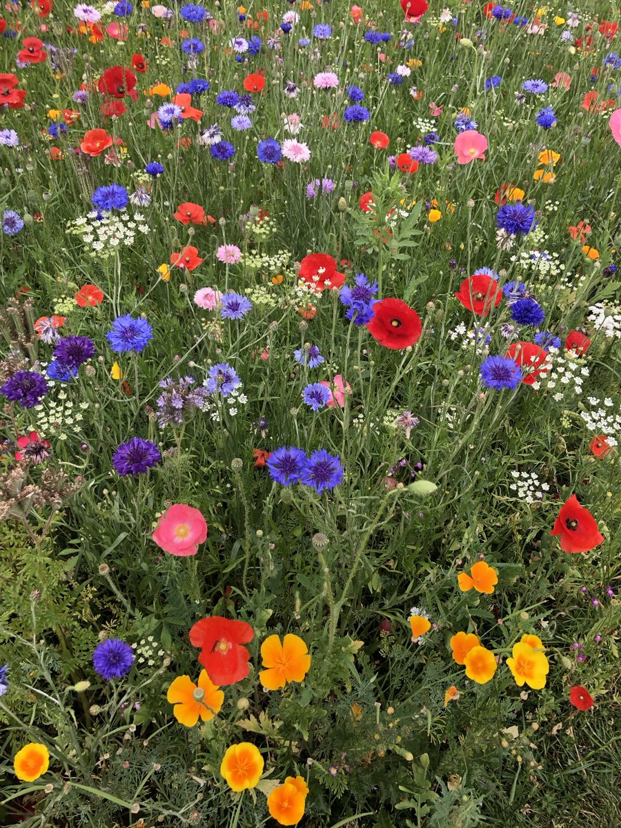 Helen Brammeld (@helen_brammeld) on Twitter photo Happy Wednesday everyone! A happy mix of wildflowers from β¦<a href="/TrenthamEstate/">Trentham Estate</a>β© #WildflowerWednesday π©·πππ§‘ Enjoy your day π Happy Wednesday everyone! A happy mix of wildflowers from β¦<a href="/TrenthamEstate/">Trentham Estate</a>β© #WildflowerWednesday π©·πππ§‘ Enjoy your day π