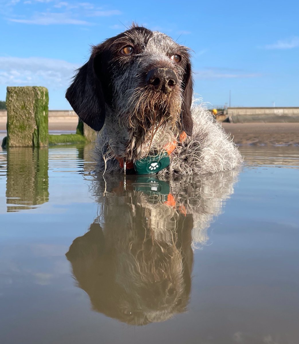 Double trouble #reflection #double #wetdog #wednesday #dog #dogsofinstagram #adventure #outdoors #seastheday #vitaminsea #love #beach #bestlife #cool #dogsoftwitter