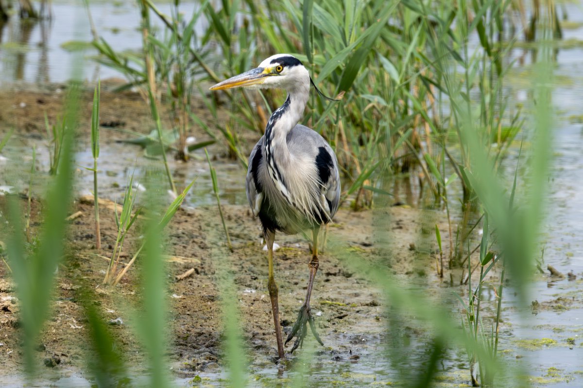 <a href="/cranky1456/">Trebor 1456</a> Some of my recent herons and egrets for #WaderWednesday