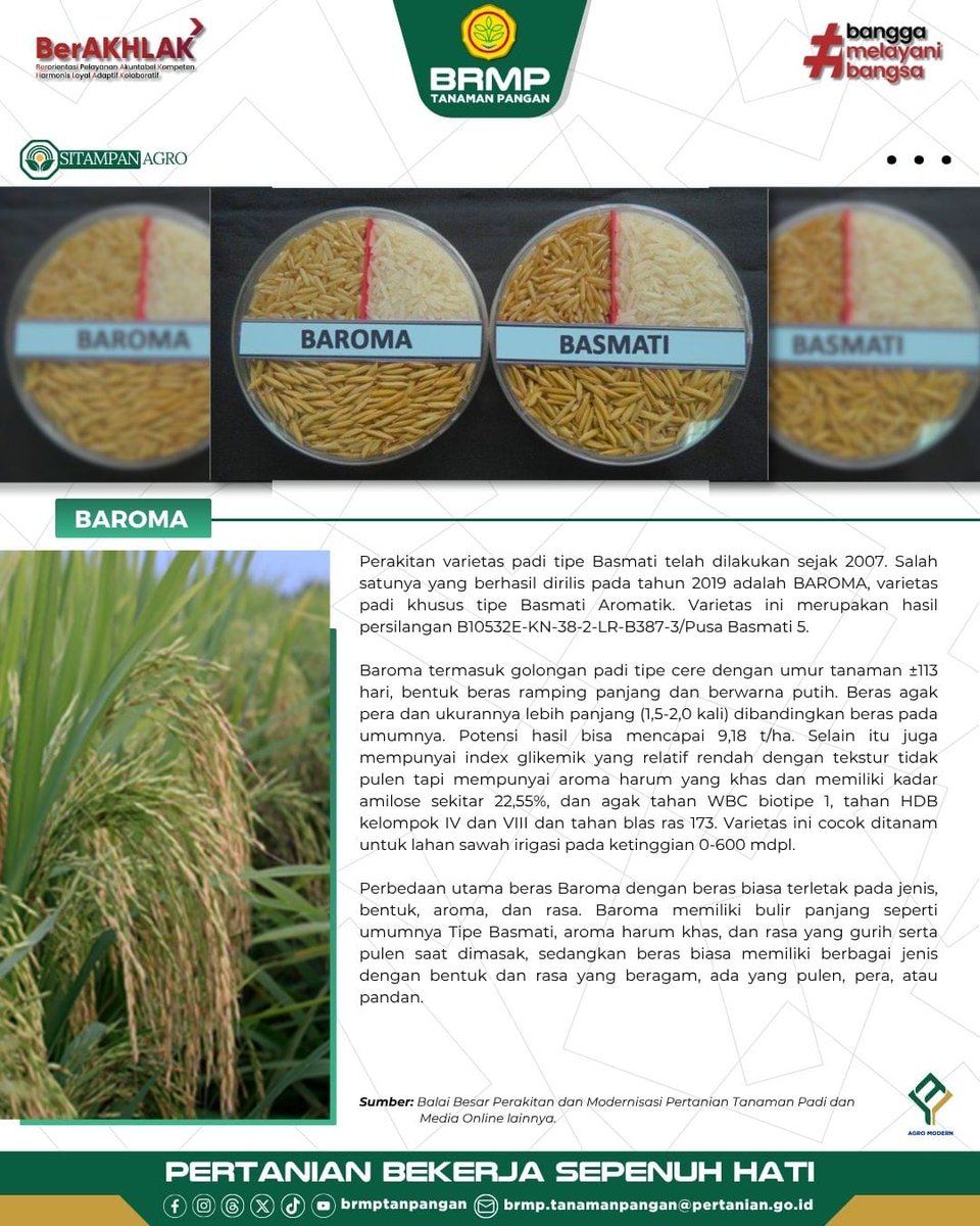 brmptanpangan's tweet photo. Hai Sobat BRMP, Tahukah kamu?
Balai Besar Perakitan dan Modernisasi Pertanian Tanaman Padi (BRMP Tanaman Padi) telah merakit varietas padi khusus tipe Basmati Aromatik yang dirilis pada tahun 2019.
Yuk, simak infografis berikut!
#AgroModern #BRMP #Kementan #BRMPTP https://t.co/LYliv8I1CJ