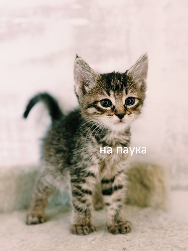 Доброе утро!

Хотите завести котика с большим мемным потенциалом и небывалой харизмой? 

Пишите нам в @kotiki_melz_bot — расскажем всё о наших подопечных и поможем выбрать из наших пушистых цветов жизни.