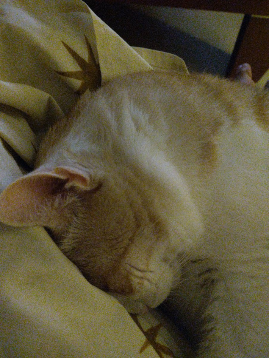 GiotaGiota8791's tweet image. Το αγοράκι μου είναι ντροπαλό!#challenge_κατοικιδιο