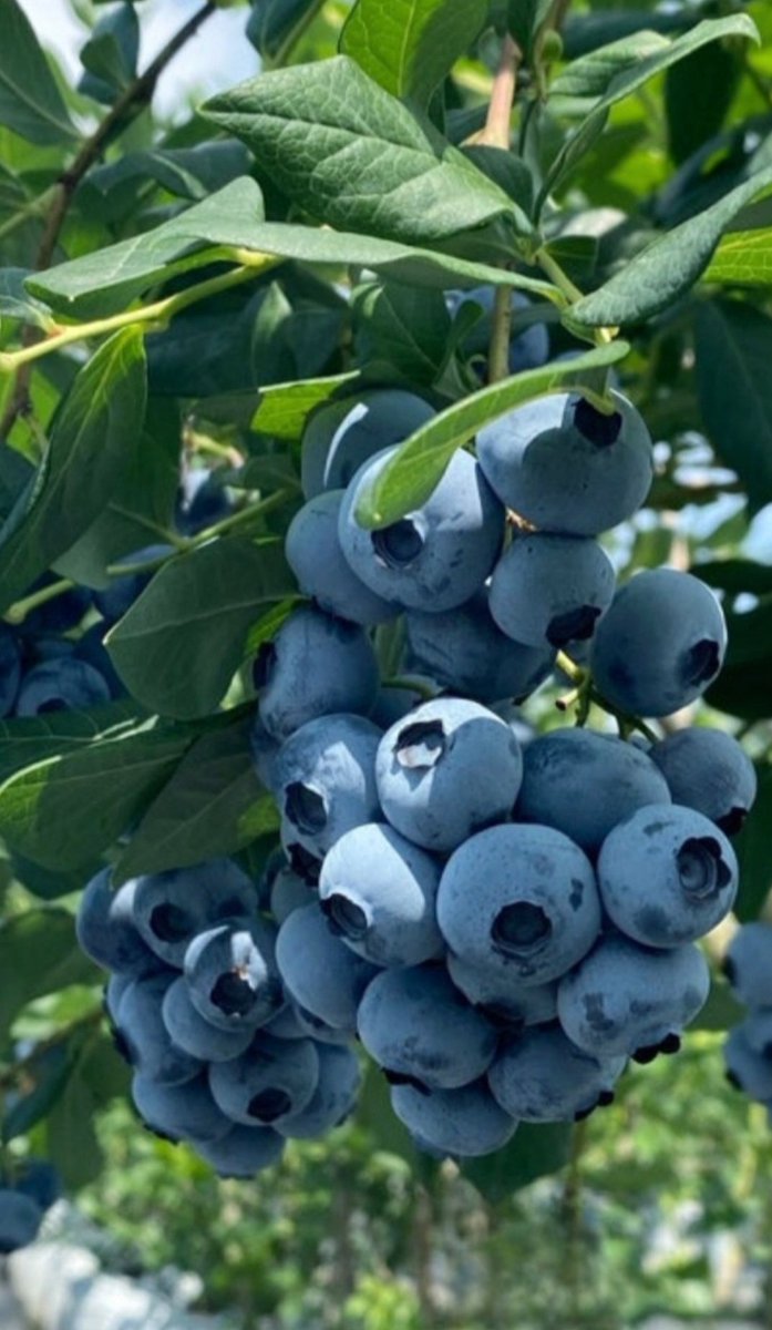 나 오늘 어느 농가의 블루베리
35키로를 팔아줬다
장사 이런거 소질없는데 
오늘은 어려운 농가좀 살린다꼬 
엄청 열일했음~