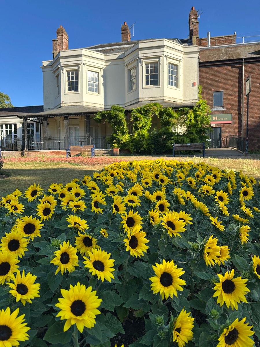 Time for our annual photo of the sunflowers in Higginson Park! ☺️🌻