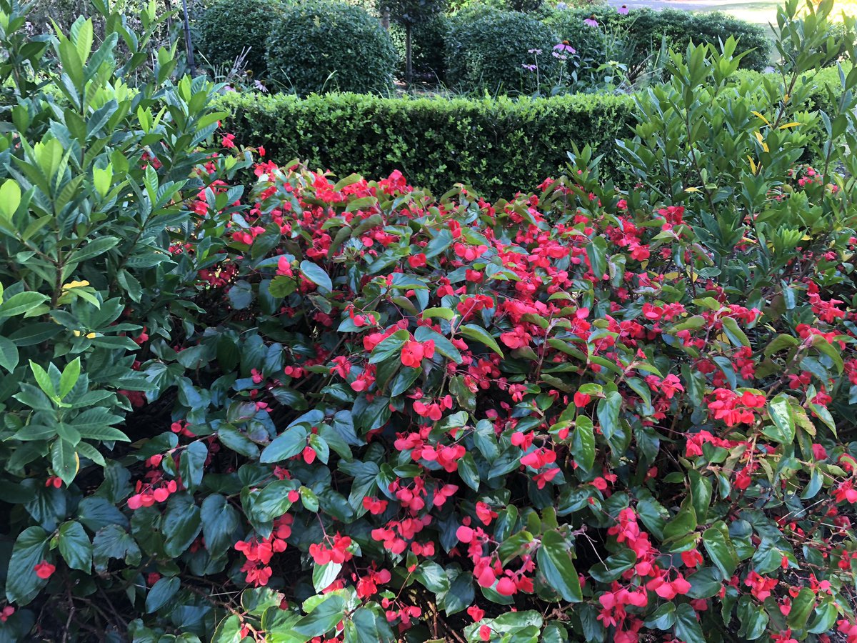 titu58's tweet photo. @RCederfjard Botanical Garden 
Beautiful Brisbane Australia 🇦🇺 https://t.co/yEx95Vfcth
