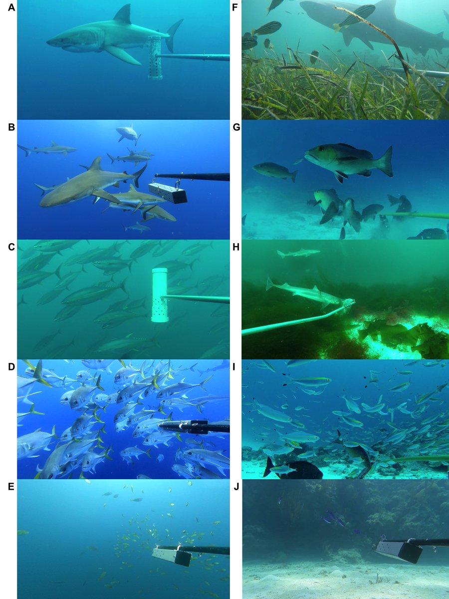Tom Bech Letessier (@tomletessier1) on Twitter photo Anyone attending MPAinMSP in Bodø this week??
Come to my Keynote: "Considering pelagos and benthos in MPA spatial planning" on Friday at 16:00!
Fish & shark enthusiasts particularly welcome 🐟 🐠 🦈 🌊
MPA Europe Project
<a href="/PlymUni/">University of Plymouth</a>
lnkd.in/d7cRbMsT Anyone attending MPAinMSP in Bodø this week??
Come to my Keynote: "Considering pelagos and benthos in MPA spatial planning" on Friday at 16:00!
Fish & shark enthusiasts particularly welcome 🐟 🐠 🦈 🌊
MPA Europe Project
<a href="/PlymUni/">University of Plymouth</a>
lnkd.in/d7cRbMsT