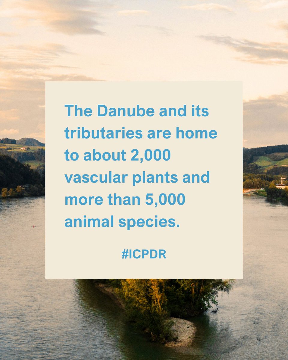 The habitats in the DRB host a unique variety of species. 💔Sadly, many habitats are degraded by man-made changes to the river profile leading many species close to extinction. #ICPDR investigates these changes in the framework of the DRBMP Updates👉 loom.ly/RnzjwhY