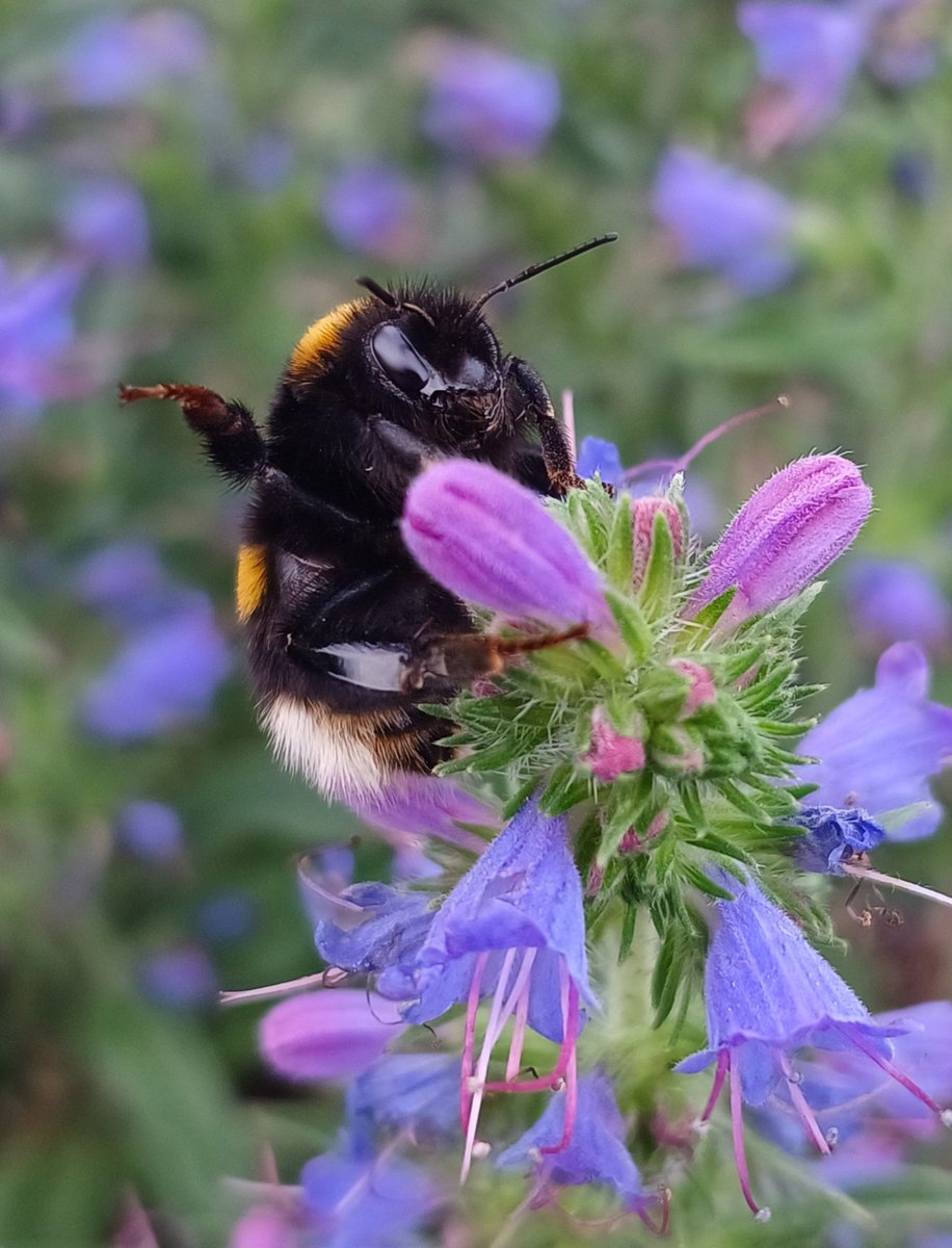 anna_rake's tweet image. This adorable bumblebee waved at me with tiny leg when I took photo. So cute ✨🌸💜
#bumblebee