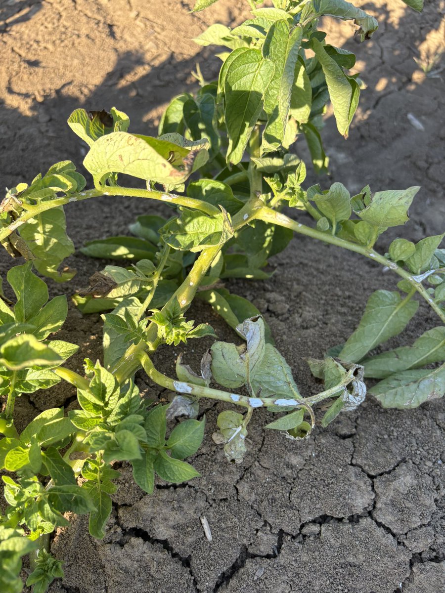 Bilan de l’impact de la grêle sur nos cultures de pommes de terre, enfin celle de <a href="/dams7174/">Damien Collignon</a>. 
La grêle a endommagé les tiges et les feuilles : 
Quels sont sont les Risques vous le direz :
• Réduction de la photosynthèse : Les feuilles sont moins efficaces pour capter la lumière