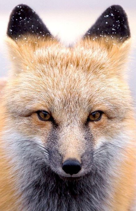 Alanna Gill (@ares18325) on Twitter photo 