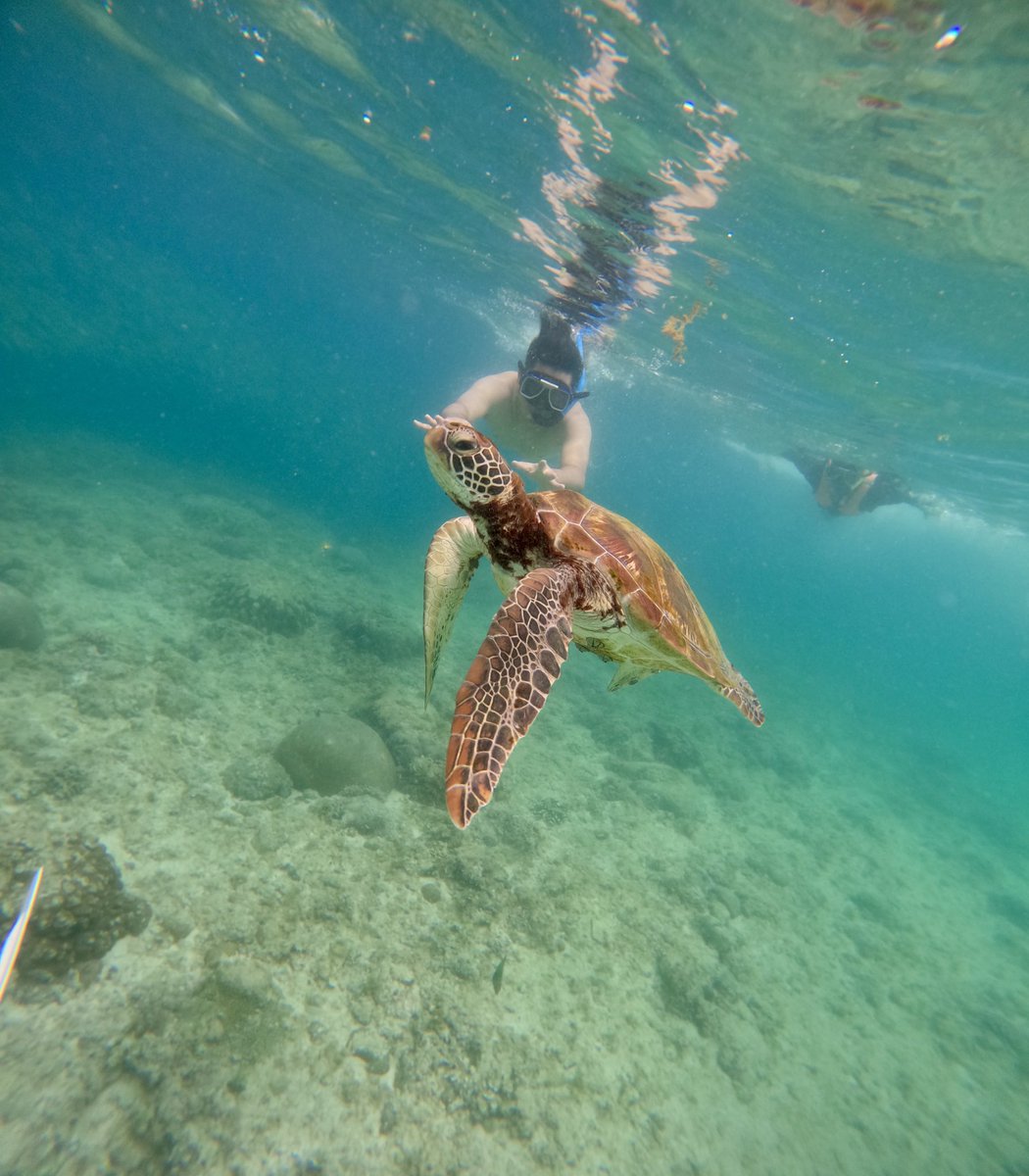 heymerald's tweet image. 📍 Moalboal, Cebu. #April2025