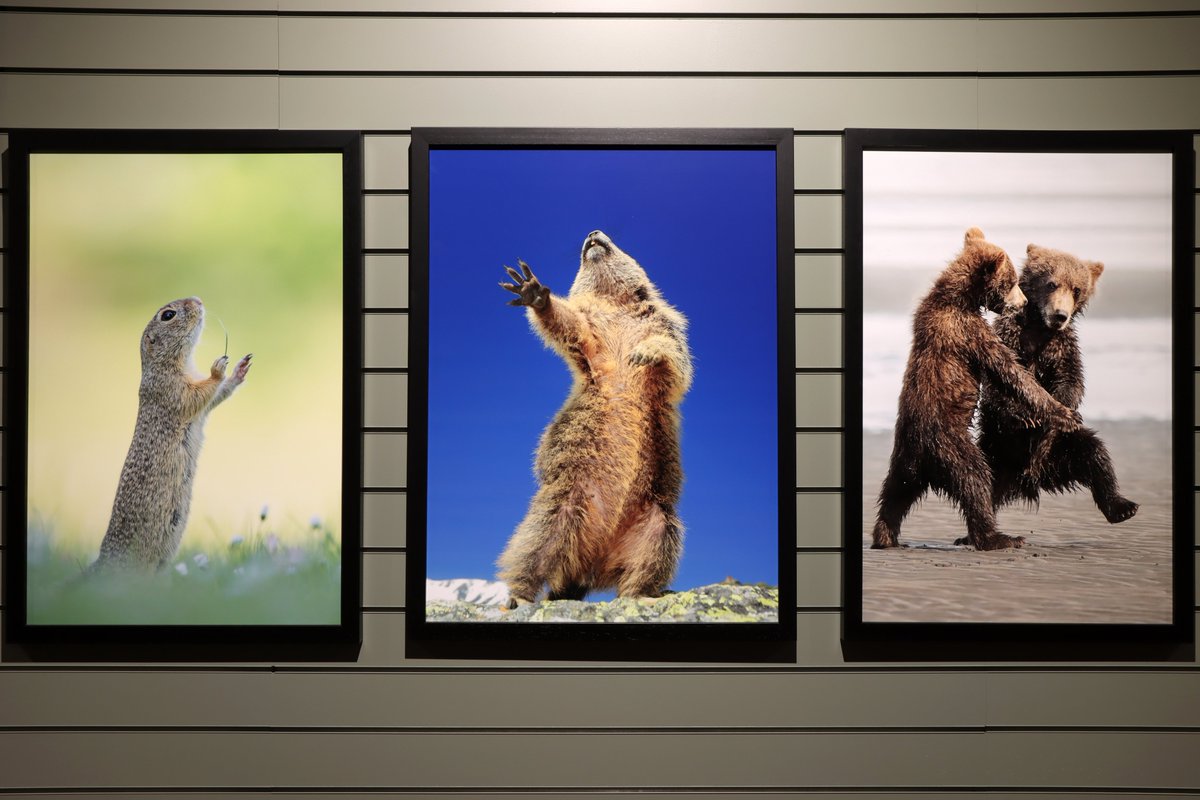 mncn_csic's tweet image. ¿Habéis visto 'Comedy Wildlife.Premios de Fotografía'? Esta colaboración con @Afundacion_org surge de un certamen que cada año convoca a profesionales y aficionados a capturar imágenes en la naturaleza y darles un toque de humor. ¡Hasta el 14 de septiembre!mncn.csic.es/es/visita-el-m…