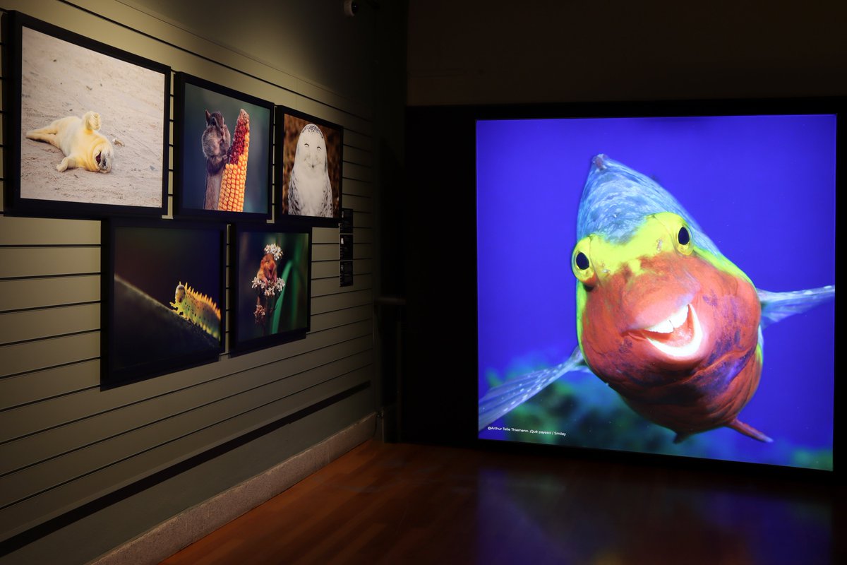mncn_csic's tweet image. ¿Habéis visto 'Comedy Wildlife.Premios de Fotografía'? Esta colaboración con @Afundacion_org surge de un certamen que cada año convoca a profesionales y aficionados a capturar imágenes en la naturaleza y darles un toque de humor. ¡Hasta el 14 de septiembre!mncn.csic.es/es/visita-el-m…