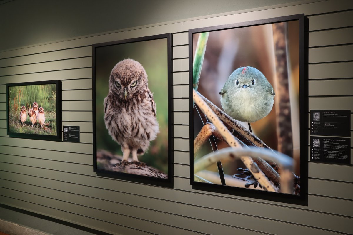 mncn_csic's tweet image. ¿Habéis visto 'Comedy Wildlife.Premios de Fotografía'? Esta colaboración con @Afundacion_org surge de un certamen que cada año convoca a profesionales y aficionados a capturar imágenes en la naturaleza y darles un toque de humor. ¡Hasta el 14 de septiembre!mncn.csic.es/es/visita-el-m…