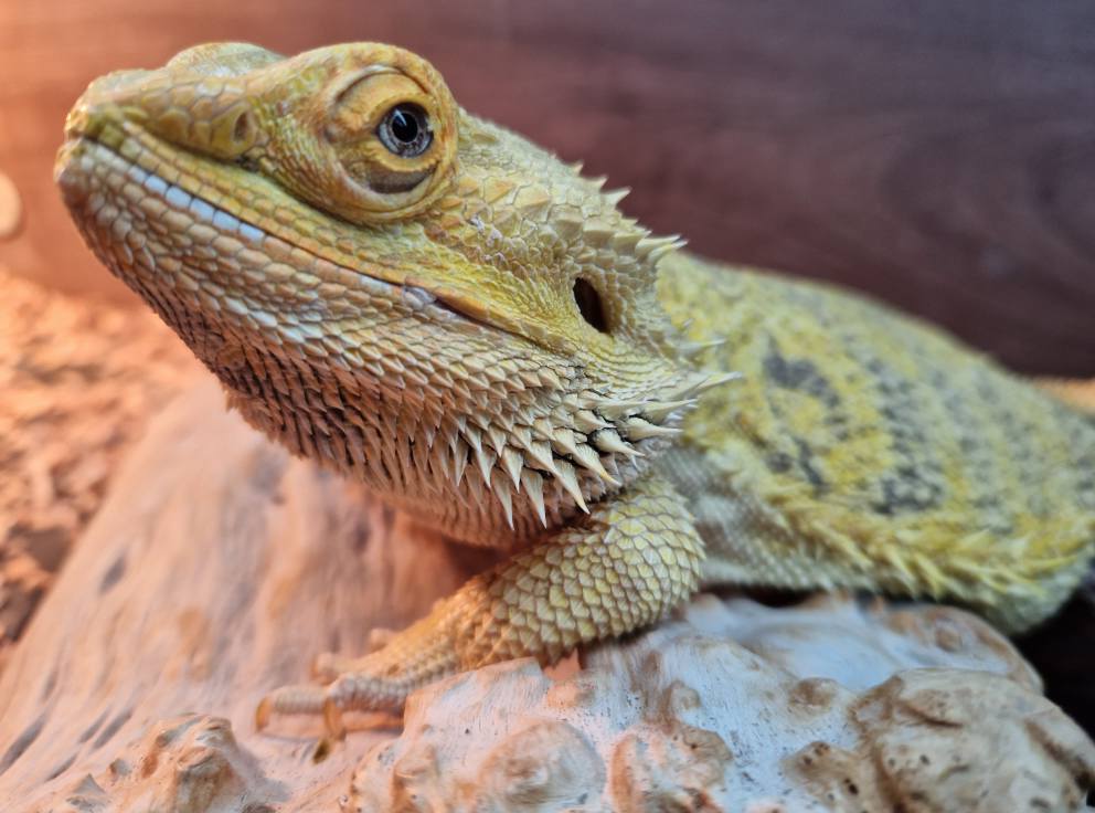 Jason_Culleton's tweet image. Rest in peace, my little mate 🦎
You were an exceptional Bearded Dragon with such a big personality—the cool dude of the house.
I will miss you, Ricky. You were truly one of a kind. Thank you for sharing your life with me 💔
