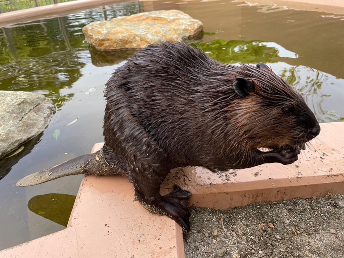HitachiCity_Zoo's tweet image. 【動物移動のお知らせ】
#アメリカビーバー のあんずが和歌山城公園動物園にお引っ越しをします。詳細はHPをご確認ください。#かみね動物園
city.hitachi.lg.jp/zoo/oshirase/1…
