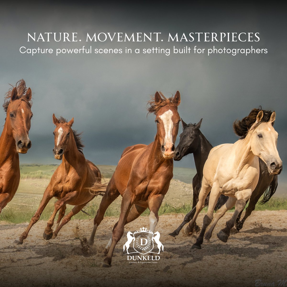 africatouchdown's tweet photo. Where nature meets the lens 📸

Dunkeld Country & Equestrian Estate in Dullstroom offers the perfect backdrop for photographers looking to sharpen their skills in one of South Africa’s most photogenic locations.

With forest textures, natural light, and horses in motion, every frame tells a story.

Whether shooting for a portfolio or passion project, this setting is ideal for creating bold, nature-rich content in a peaceful, inspiring environment.

Enquiries and custom packages:
Email: bruna@dpc.co.za
WhatsApp: +27 82 809 1918

📸 @BrunaAscot 

#DunkeldEstate #DullstroomPhotography #TouchDownAfrica #EquestrianEscape #CaptureNature #PhotoRetreat #CreativeInNature #SouthAfricaTravel #PhotographyWorkshop #WildBeauty