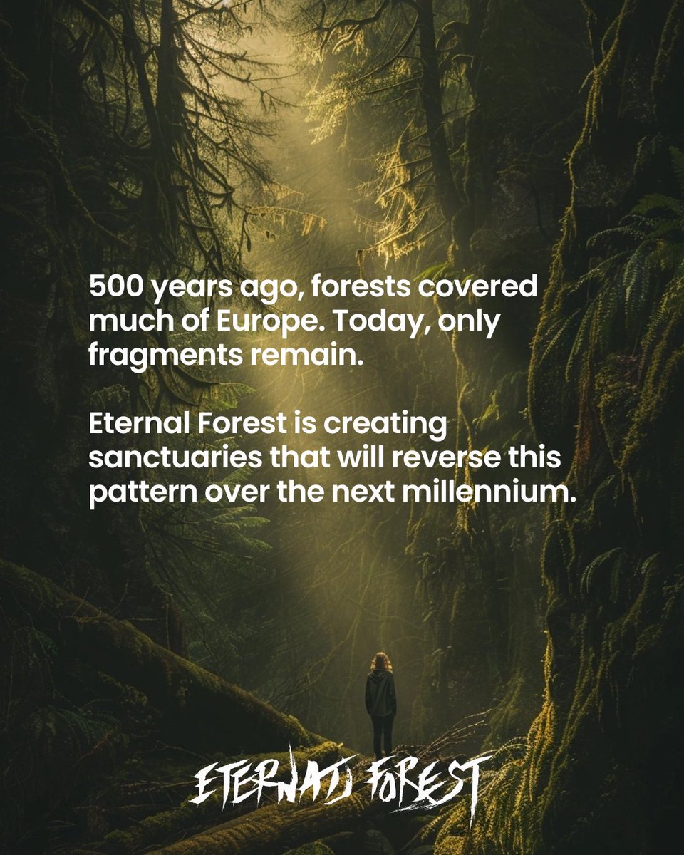 Our vision: Creating 1,000 forest sanctuaries protected for 1,000 years through art and community guardianship.
#natureconnection #eternalforest #forestsanctuary #biodiversity #reforestation