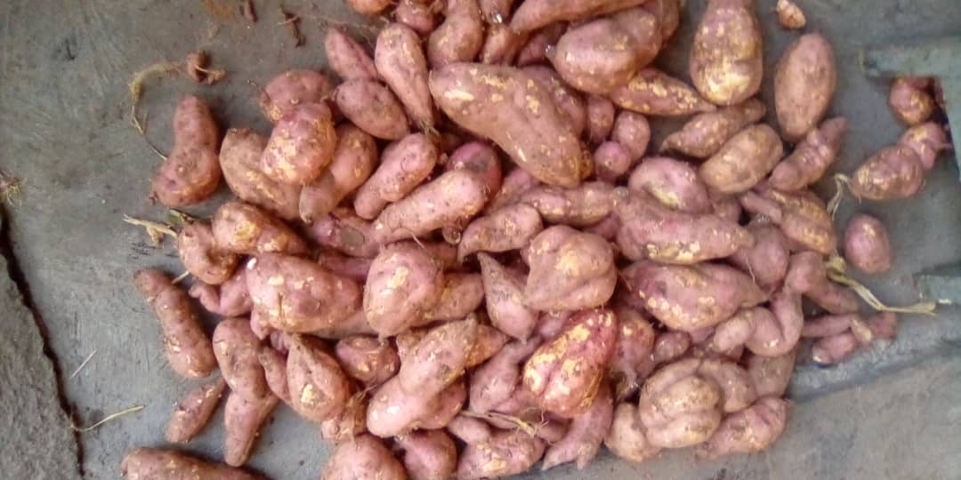 FST_Rwanda's tweet image. Freshly harvested Orange-Fleshed Sweet Potatoes (OFSP) at GS  Rosa Mystica, Kamonyi! 🍠💪
Packed with Vitamin A, they’re a smart step toward better nutrition for our students. 🌿 #OFSP