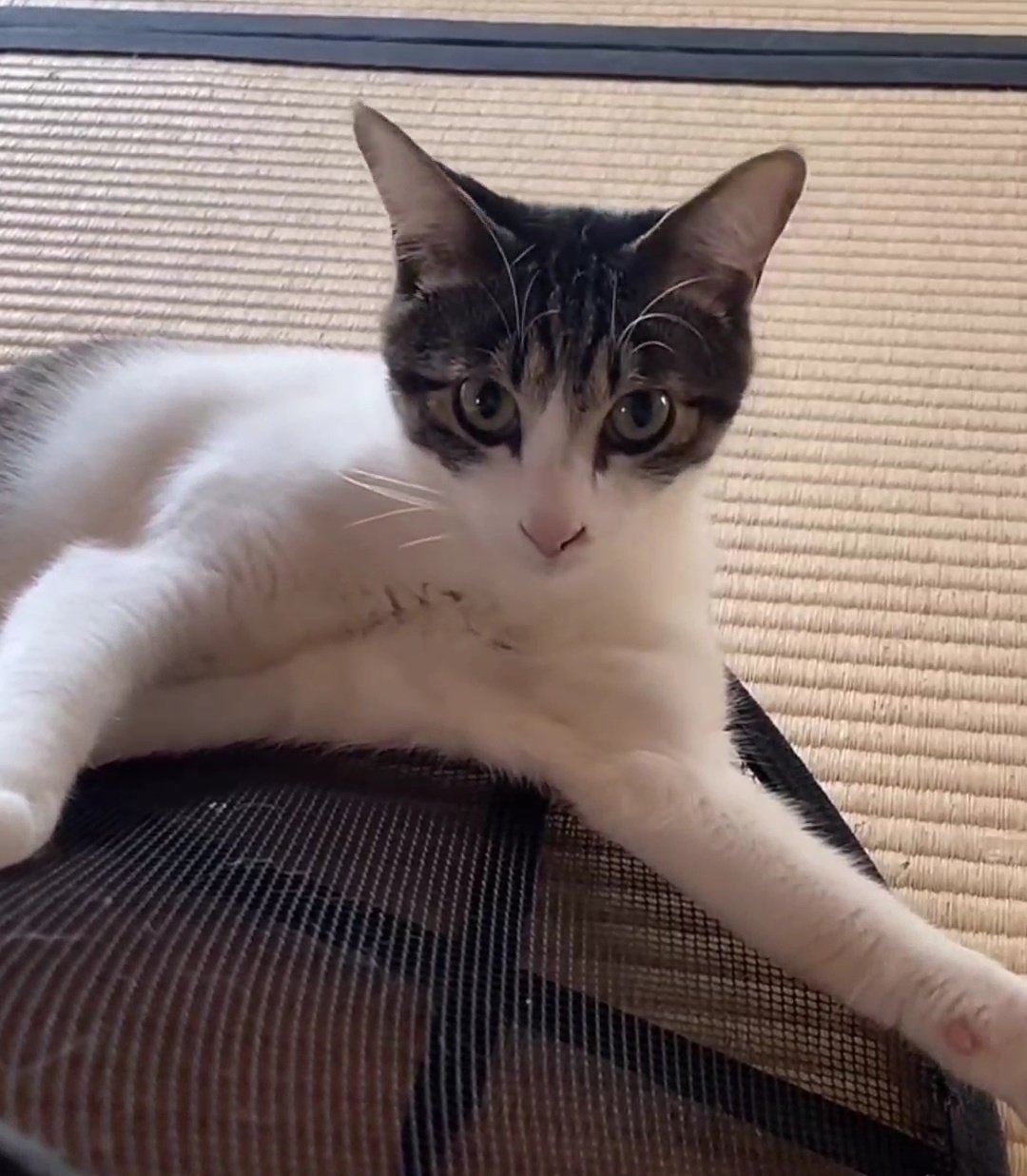 猫になりたい♡様。専用です✖️2 ユニセックス ねこ 地雷Favorite フェイバリット 猫魔しろあさん