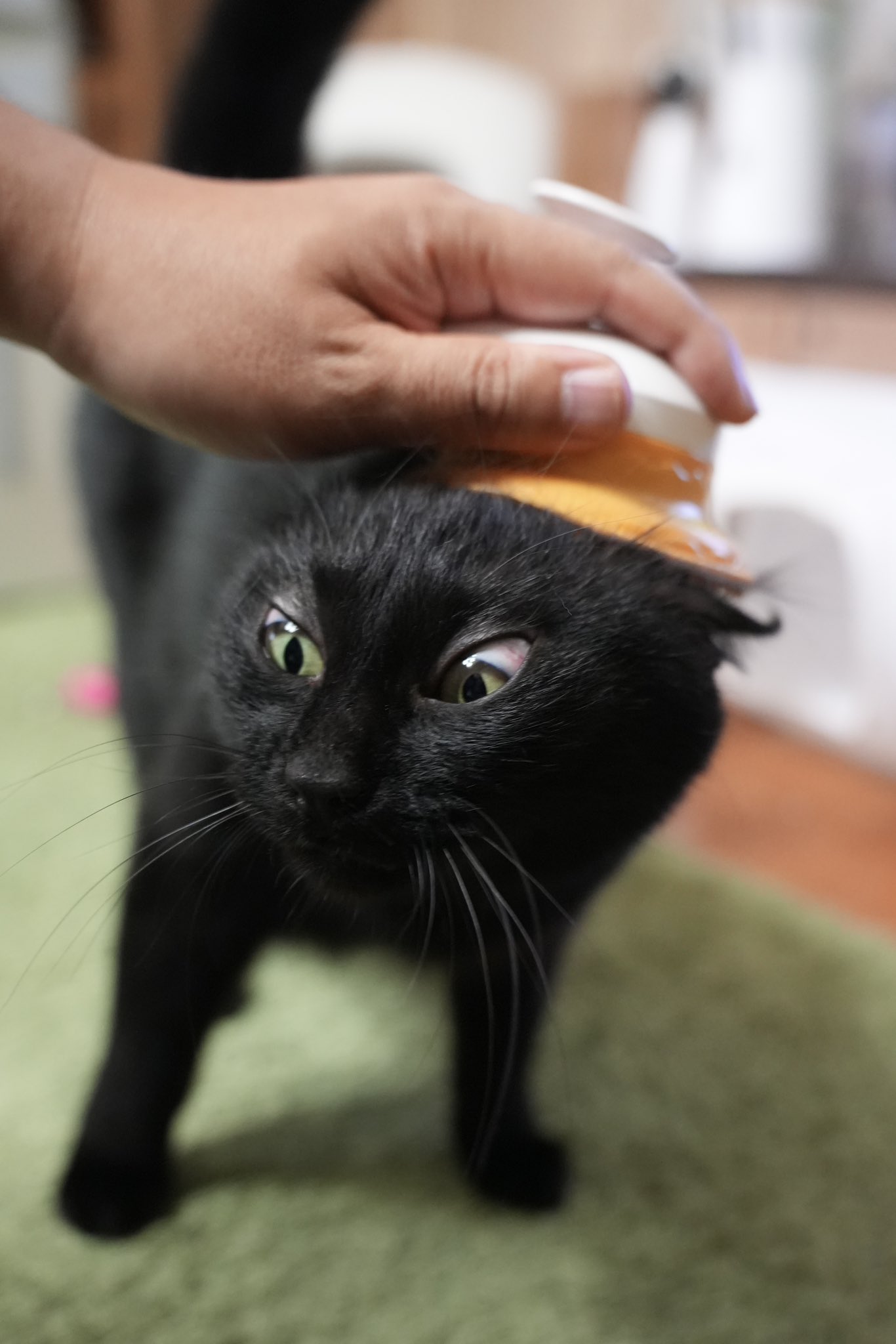 黒猫つくねちゃん太しっぽ on X: 