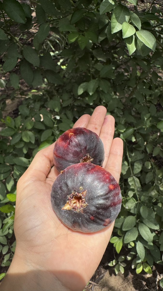 ثمرة تين السحيباني ما شاء الله✨🌿