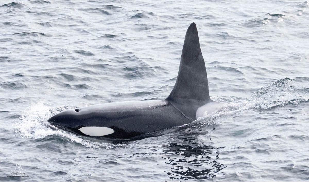 ShetlandWild's tweet image. Happy smiling faces for David&apos;s &apos;Ultimate Shetland&apos; group yesterday with fabulous views of the &apos;65s&apos; Orcas close inshore off the east Mainland of Shetland. Here&apos;s bull &apos;Busta&apos; passing us at Kirkabister.

📷 @HughHarrop