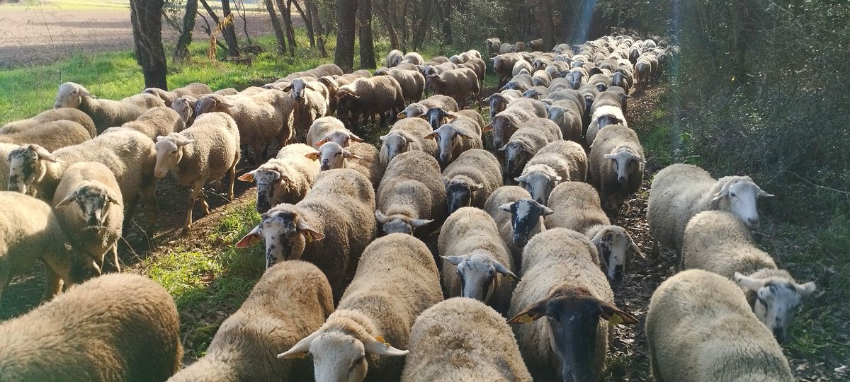 Jordi Font Lladó tweet media