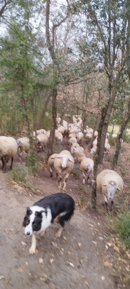 Jordi Font Lladó tweet media