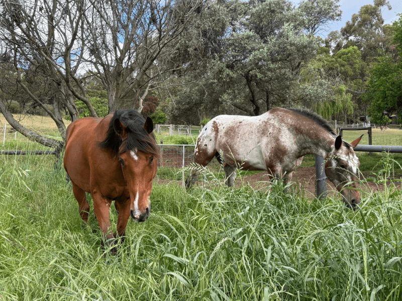 Our recent video with Belinda Taylor was so good we had to accompany it with a written case study! 

buff.ly/iAFVM7C 

Check it out here for more details on how the principles of regen ag can improve equine health, restore soil function, and create resilient pastures